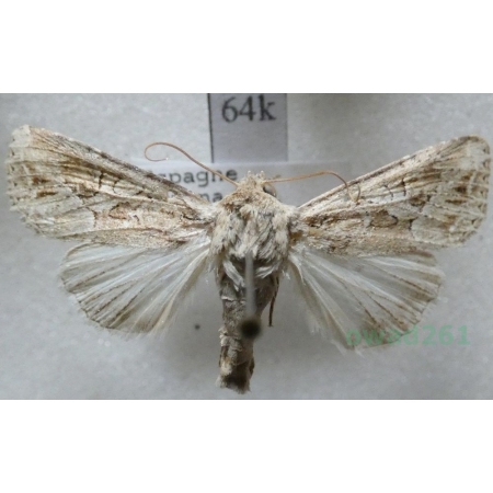 Lacanobia blenna (Hübner, 1824) Spain64k